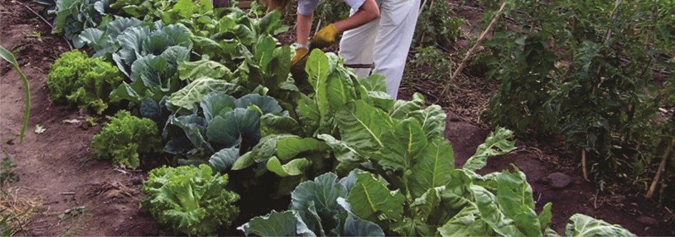 Comenzó la distribución de semillas de primavera-verano en Florida