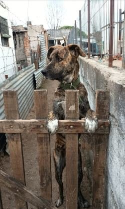 Denuncian que un hombre mató a un perro con una chumbera en barrio Los Álamos y convocaron a una marcha
